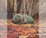 Small #4 Breeder Profile image