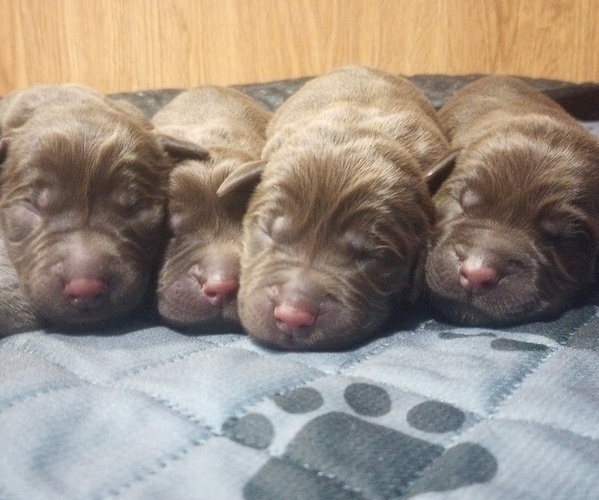 Medium Photo #1  Breeder Profile in TEMECULA, CA, USA