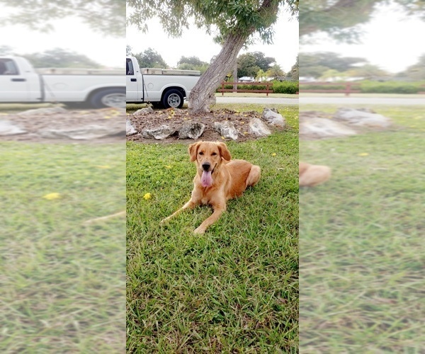 Medium Photo #1  Breeder Profile in NORTH VENICE, FL, USA