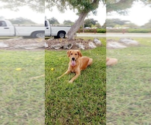 Golden Retriever Dog Breeder near NORTH VENICE, FL, USA