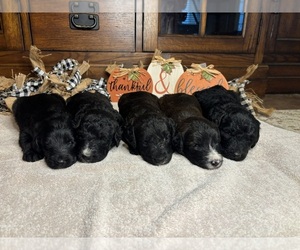 Labradoodle Dog Breeder near KATY, TX, USA