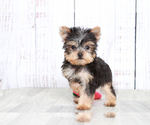 Small #1 Breeder Profile image
