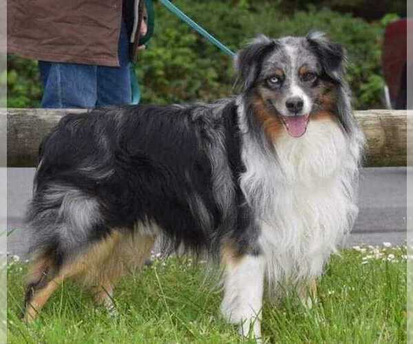 Medium Photo #9  Breeder Profile in ROSEBURG, OR, USA