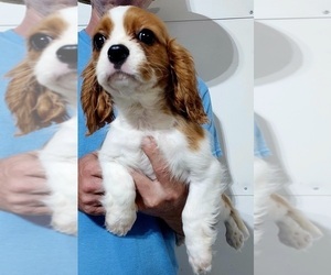 Cavalier King Charles Spaniel Dog Breeder near LOVINGTON, IL, USA
