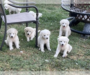 Great Pyrenees Dog Breeder in SPERRY,  USA