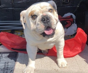 Bulldog Dog Breeder near OAK HILL, OH, USA