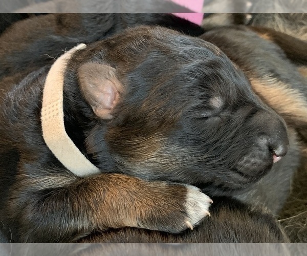 Medium Photo #54  Breeder Profile in PINON HILLS, CA, USA