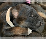 Small #53 Breeder Profile image
