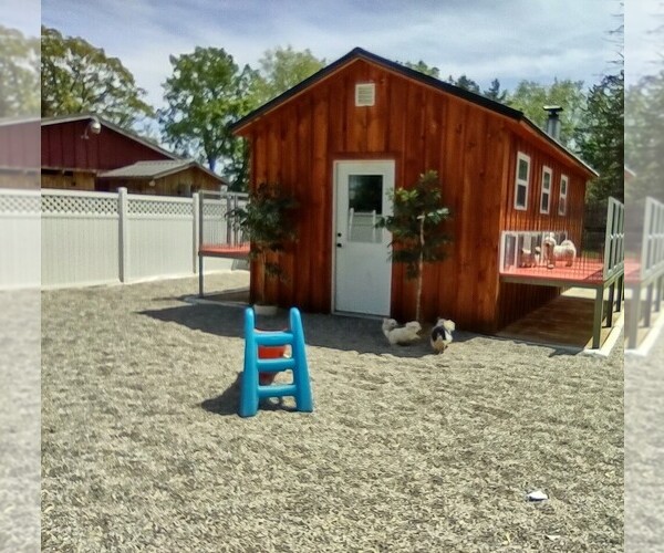 Medium Photo #1  Breeder Profile in MOUNT PLEASANT, MI, USA