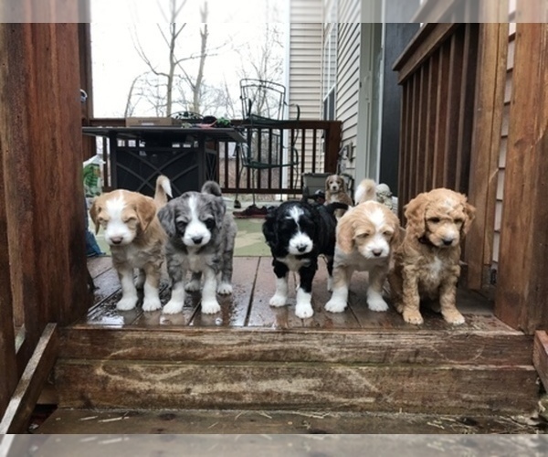 Medium Photo #1  Breeder Profile in COMMERCE, MI, USA