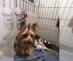 Small #92 Breeder Profile image