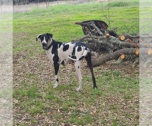 Great Dane Dog Breeder near LEANDER, TX, USA