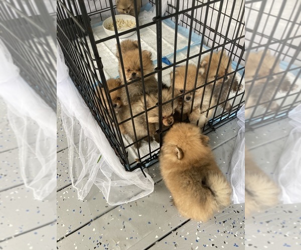 Medium Photo #7  Breeder Profile in CEDAR GROVE, NC, USA