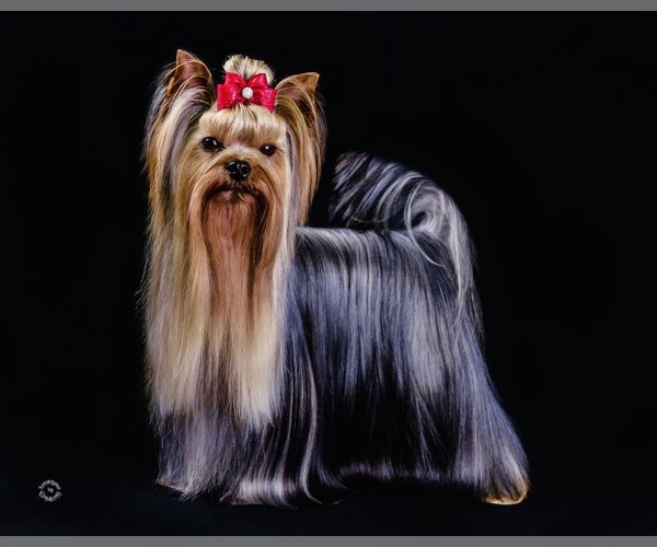 Medium Photo #4  Breeder Profile in DRY PRONG, LA, USA
