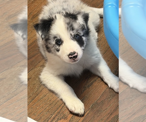 Medium Photo #2  Breeder Profile in FRANKFORT, IL, USA