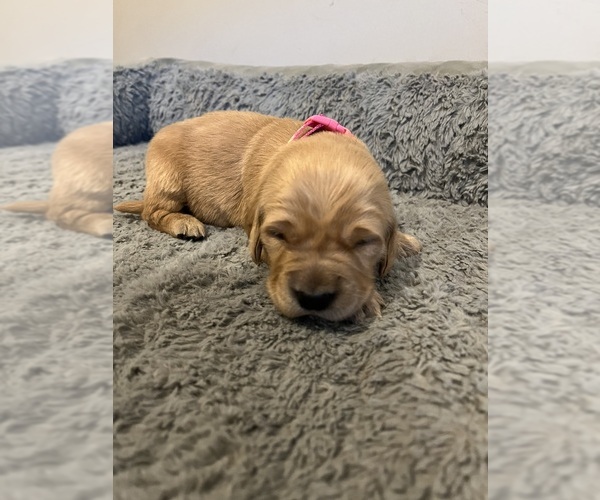Medium Photo #26  Breeder Profile in SWEETWATER, TN, USA