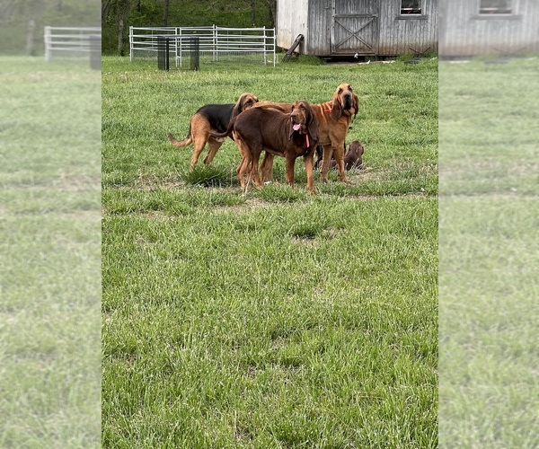 Medium Photo #6  Breeder Profile in CHAPMANSBORO, TN, USA