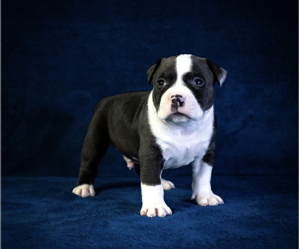Medium Photo #4  Breeder Profile in ATLANTA, GA, USA