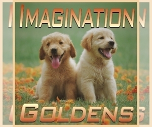 Golden Retriever Dog Breeder in BRANDON,  USA