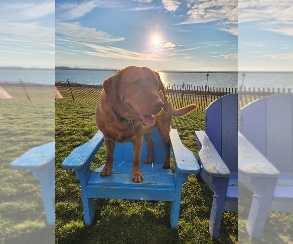 Medium Photo #42  Breeder Profile in BUFFALO, NY, USA