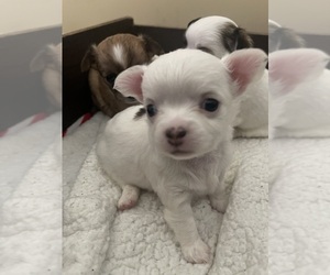 Chihuahua Dog Breeder near COLUMBIA, SC, USA