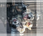 Small #1 Breeder Profile image