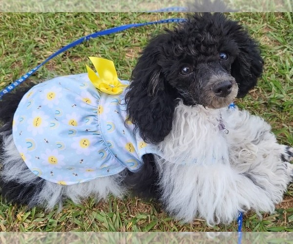 Medium Photo #1  Breeder Profile in DENHAM SPGS, LA, USA
