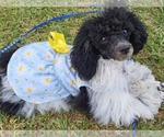 Small breeder photo