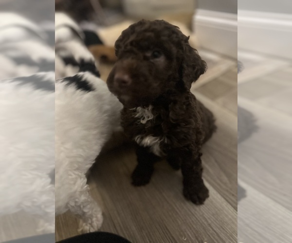 Medium Photo #4  Breeder Profile in MUNCIE, IN, USA