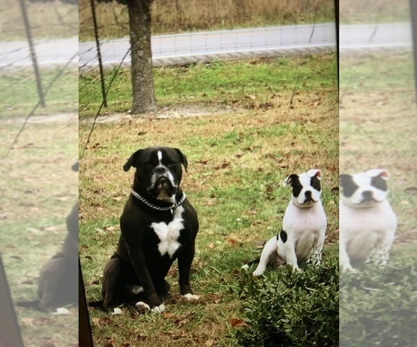 Medium Photo #19  Breeder Profile in COLUMBIA, KY, USA