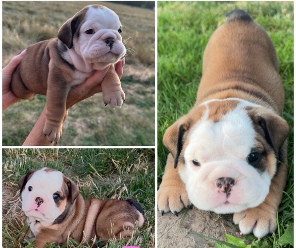 Medium Photo #10  Breeder Profile in SALEM, OR, USA