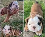 Small #9 Breeder Profile image
