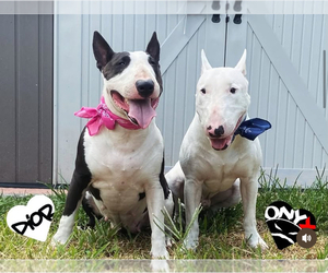 Bull Terrier Dog Breeder near PEMBROKE PINES, FL, USA