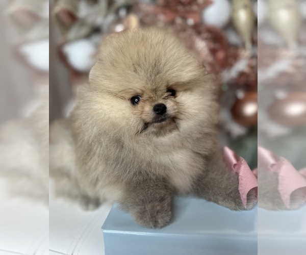 Medium Photo #33  Breeder Profile in BLANCHARD, OK, USA
