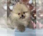 Small #32 Breeder Profile image