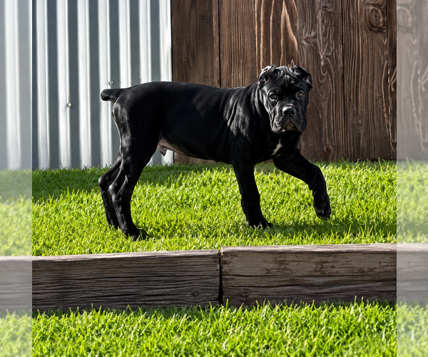 Medium Photo #1  Breeder Profile in AMARILLO, TX, USA