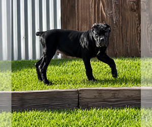 Cane Corso Dog Breeder near AMARILLO, TX, US