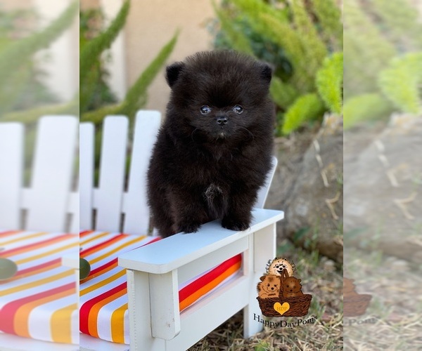 Medium Photo #1  Breeder Profile in STKN, CA, USA