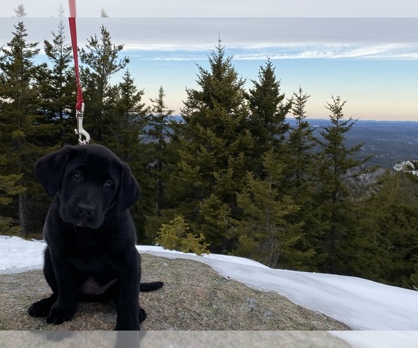 Medium Photo #1  Breeder Profile in HARPERS FERRY, WV, USA
