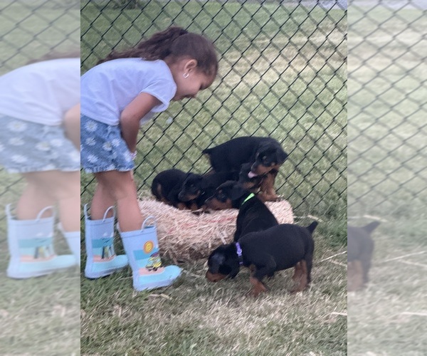 Medium Photo #9  Breeder Profile in HAW RIVER, NC, USA