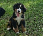 Small #6 Breeder Profile image