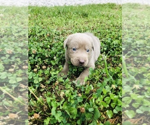 Labrador Retriever Dog Breeder near BOWLING GREEN, KY, USA