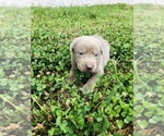 Small Photo #1  Breeder Profile in BOWLING GREEN, KY, USA
