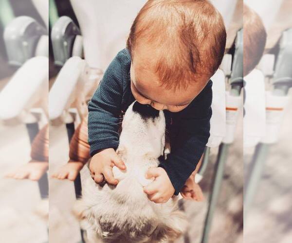 Medium Photo #11  Breeder Profile in URBANA, OH, USA