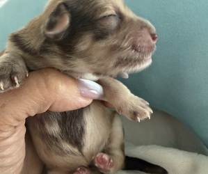 Schnauzer (Miniature) Dog Breeder near MIAMI GARDENS, FL, USA