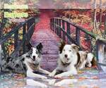 Small #25 Breeder Profile image