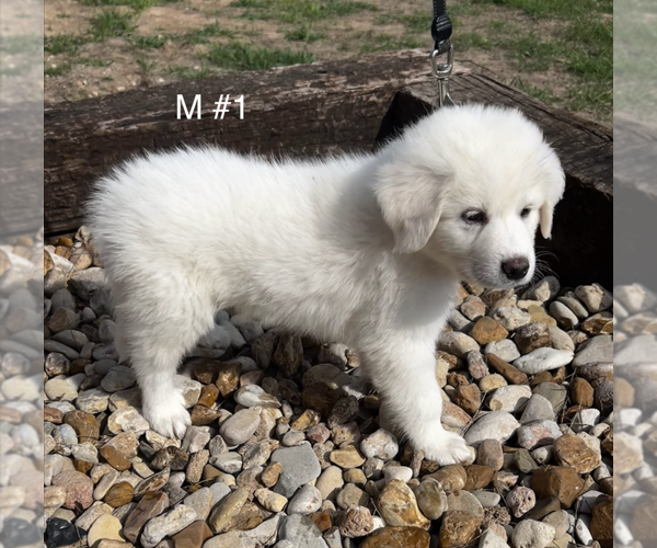 Medium Photo #6  Breeder Profile in LOCKHART, TX, USA