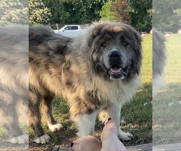 Medium Photo #4  Breeder Profile in TWINING, MI, USA