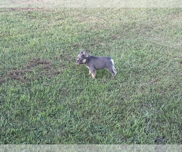 Medium Photo #10  Breeder Profile in LONGVIEW, TX, USA