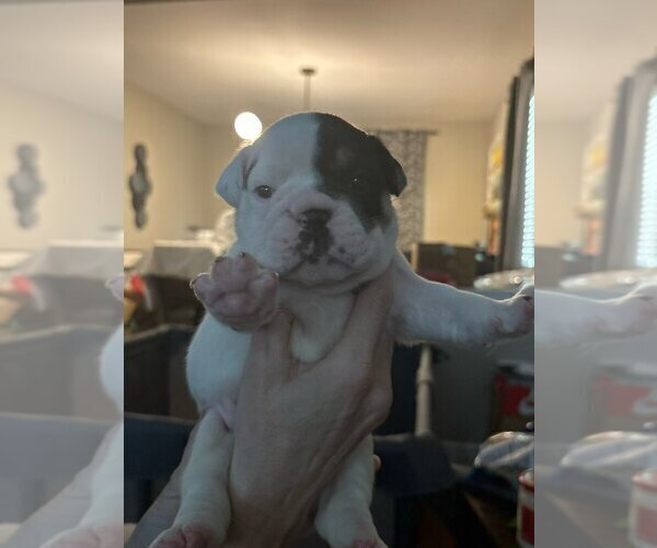 Medium Photo #7  Breeder Profile in DURHAM, NC, USA